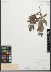 Foto von Salix glaucosericea Flod.